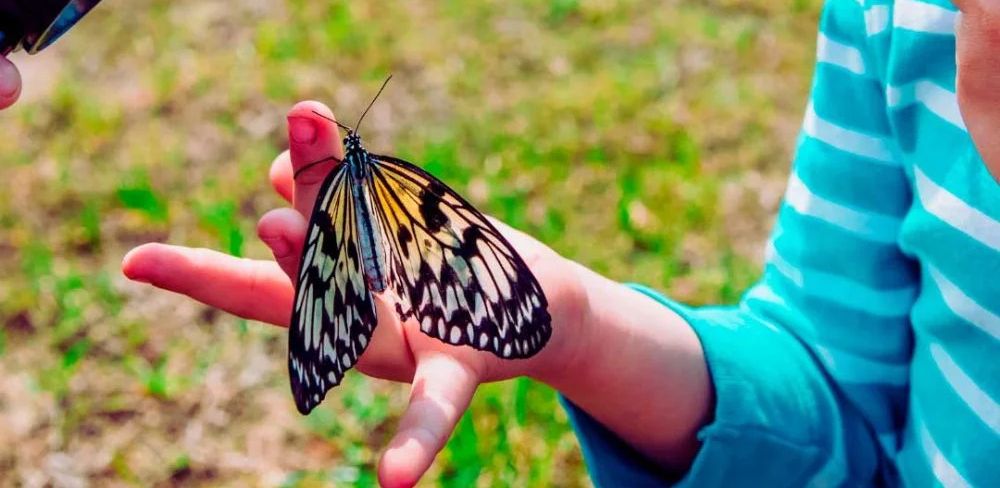Escola bosc / Forest School